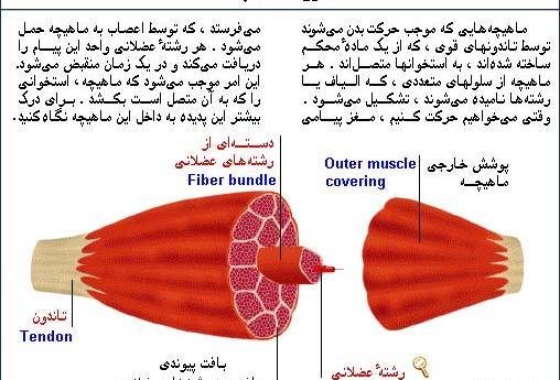 عکس بافت پیوندی