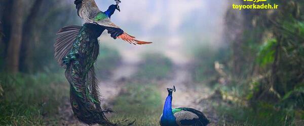 عکس پرتره طاووس