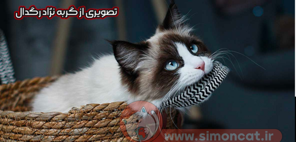 عکس گربه رگدال