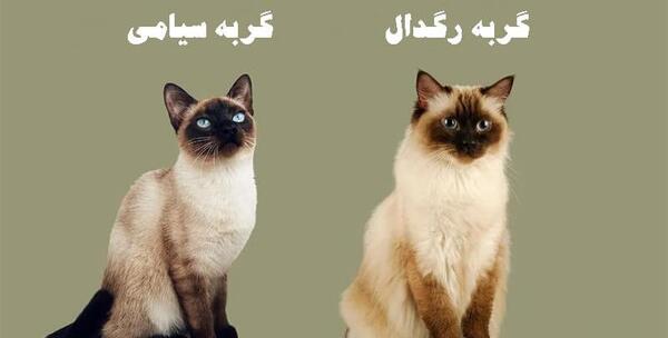 عکس گربه رگدال