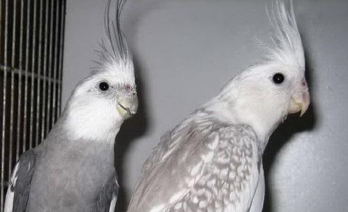 عکس عروس هلندی صورت سفید