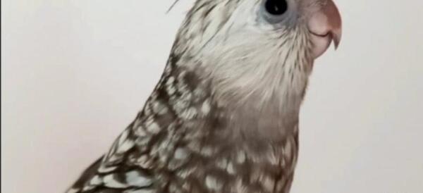 عکس عروس هلندی صورت سفید