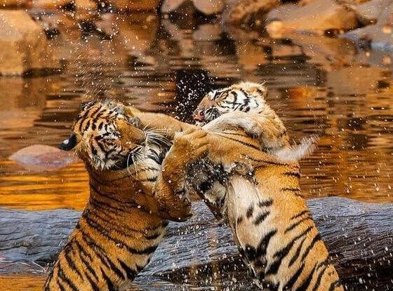 عکس ببر نر و ماده