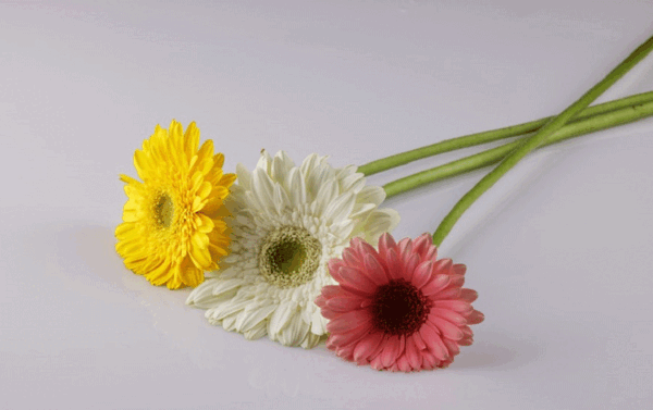 عکس اموزش نقاشی گل ژربرا