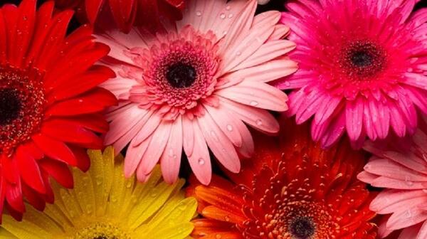 عکس اموزش نقاشی گل ژربرا