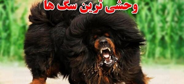 عکس سگ وحشی خطرناک