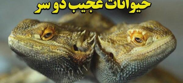 عکس سگ وحشی خطرناک