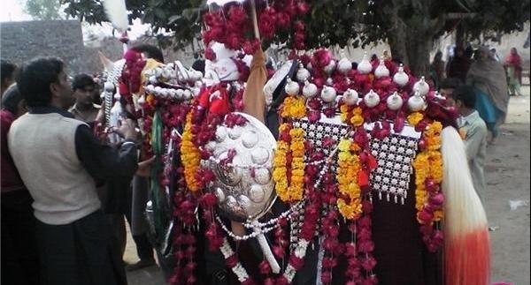 عکس تصویر ذوالجناح امام حسین