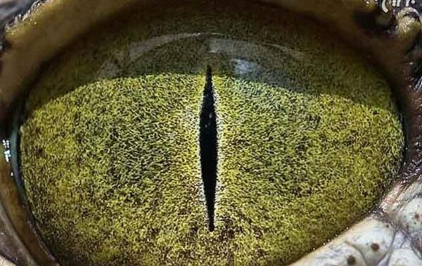 عکس چشم حیوانات از نزدیک