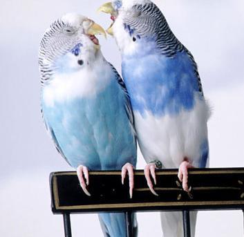عکس مرغ عشق پلنگی