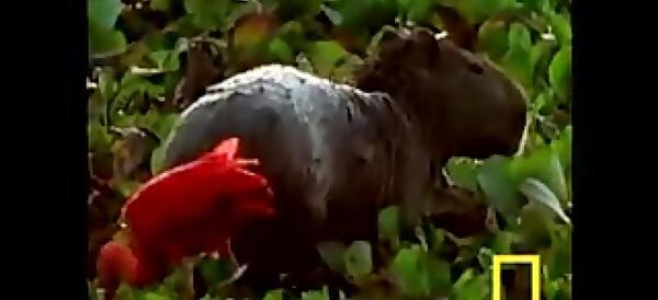 عکس مار عظیم الجثه
