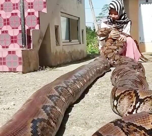 عکس مار عظیم الجثه