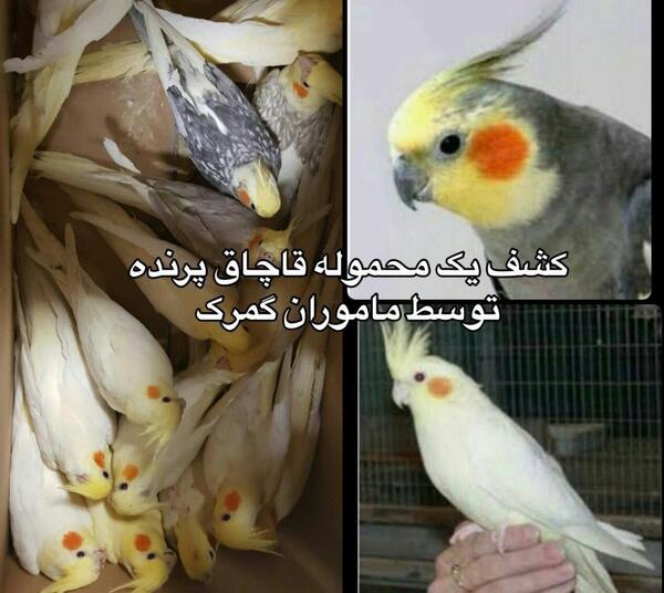 عکس عروس هلندی نی نی سایت