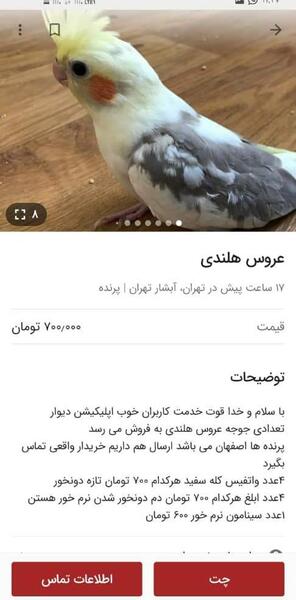 عکس عروس هلندی نی نی سایت