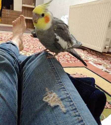 عکس عروس هلندی نی نی سایت