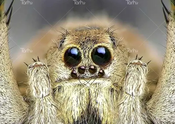 عکس عنکبوت پلاستیکی