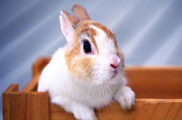 عکس خرگوش سیاه و سفید