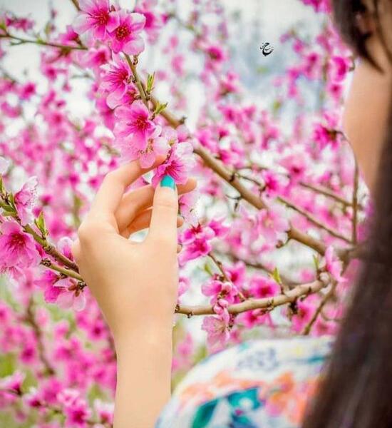 عکس پروفایل دختر گل به دست