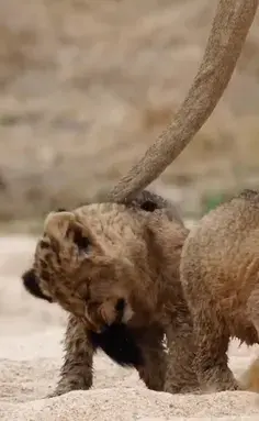 عکس نوشته سرسره