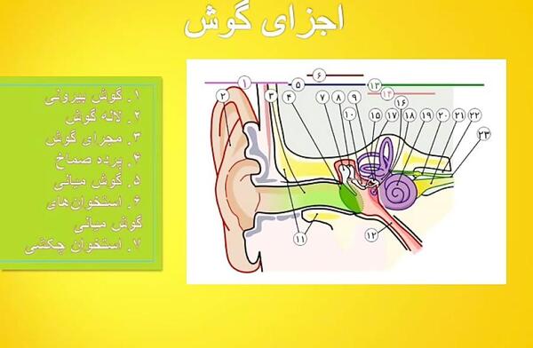 عکس نقاشی ساختمان گوش