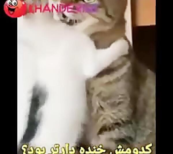 عکس کارتونی طالبان