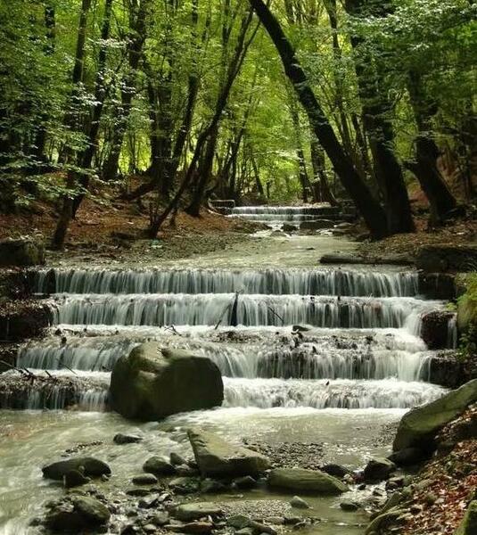عکس از طبیعت جنگل گلستان