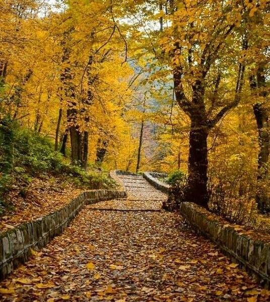 عکس از طبیعت جنگل گلستان