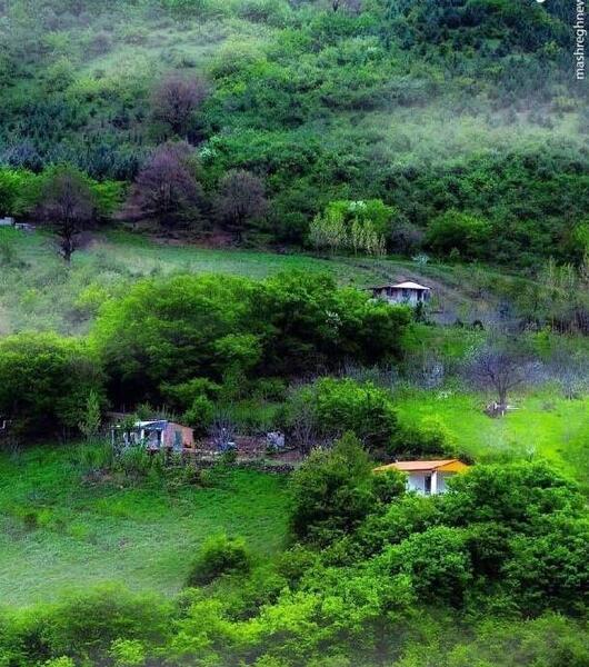 عکس از طبیعت جنگل گلستان