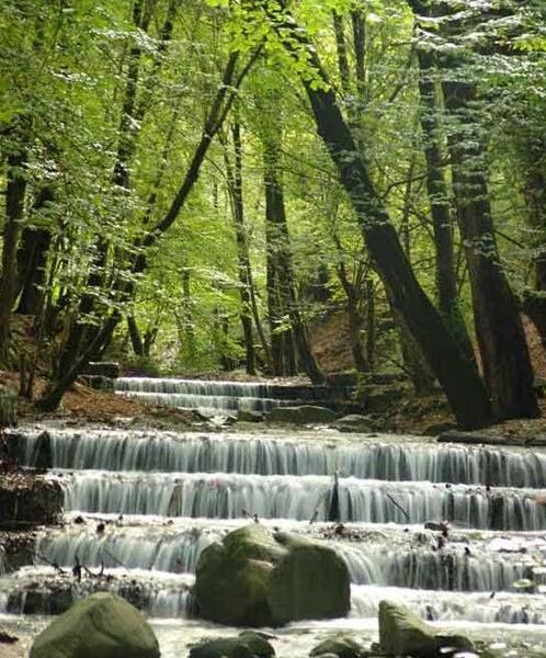 عکس از طبیعت جنگل گلستان