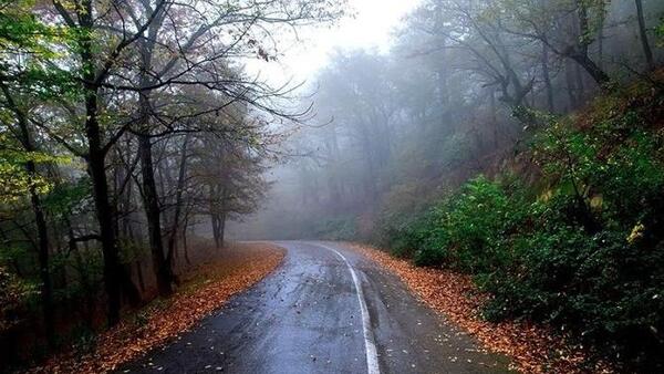عکس از طبیعت جنگل گلستان