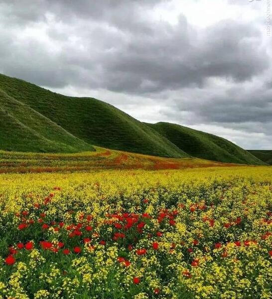 عکس از طبیعت جنگل گلستان