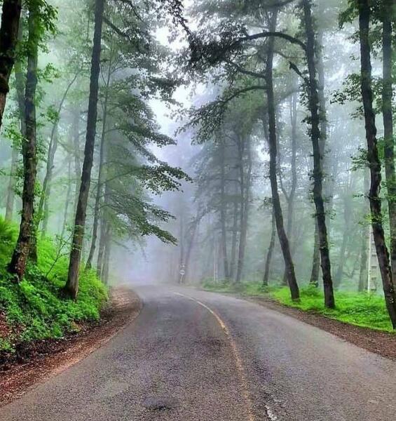 عکس از طبیعت جنگل گلستان