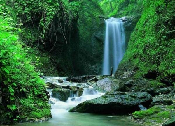 عکس از طبیعت جنگل گلستان