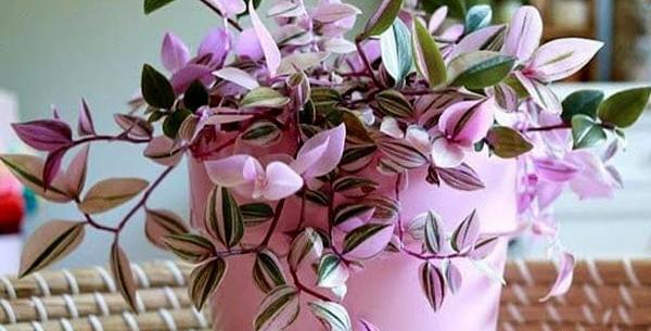عکس ببر گل