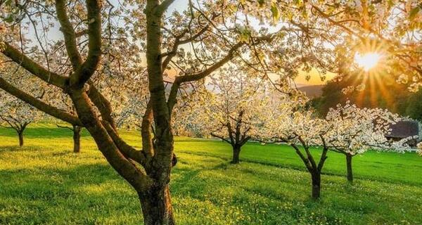 عکس بهار طبیعی