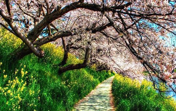 عکس بهار طبیعی