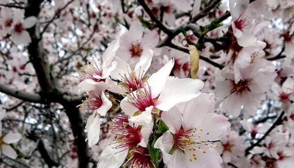 عکس بهار طبیعی