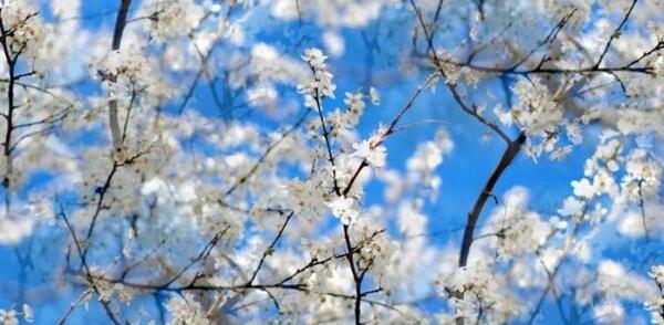 عکس بهار طبیعی
