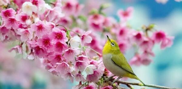 عکس بهار طبیعی
