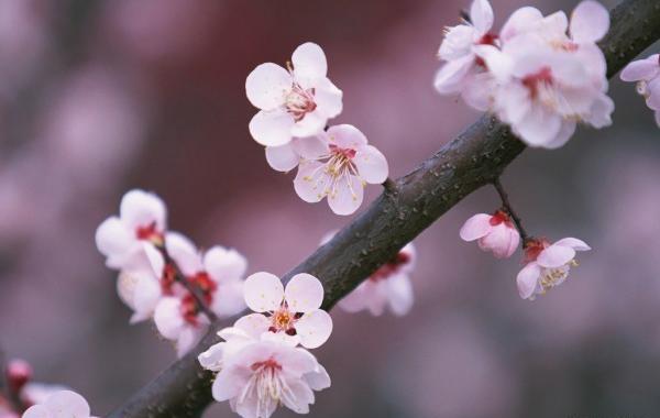 عکس بهار طبیعی