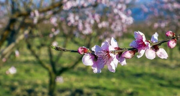عکس بهار طبیعی