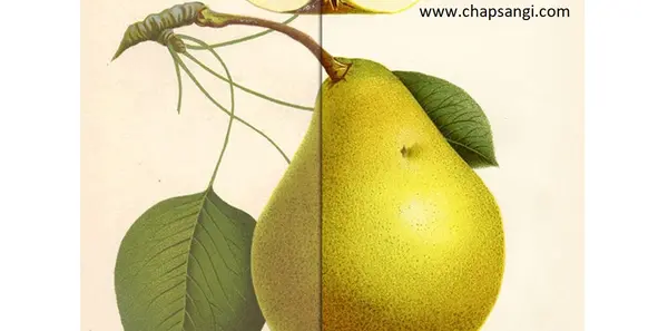 عکس پرینت