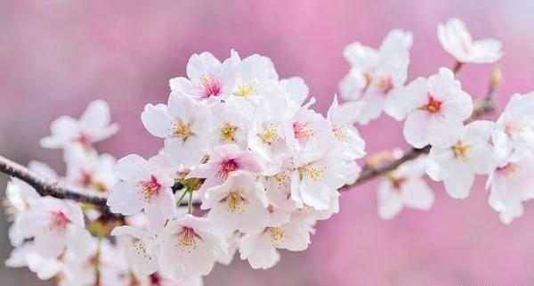 عکس شکوفه های بهار