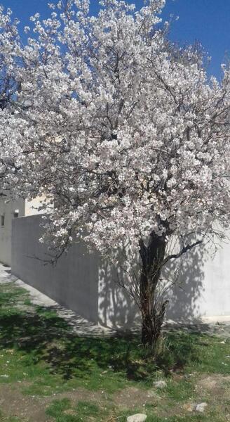 عکس شکوفه های بهار
