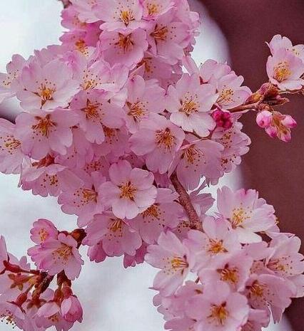 عکس شکوفه های بهار