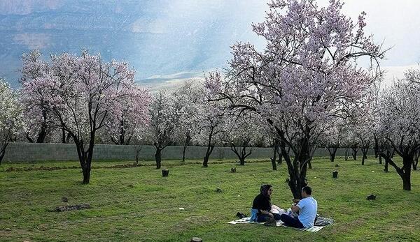 عکس شکوفه های بهار