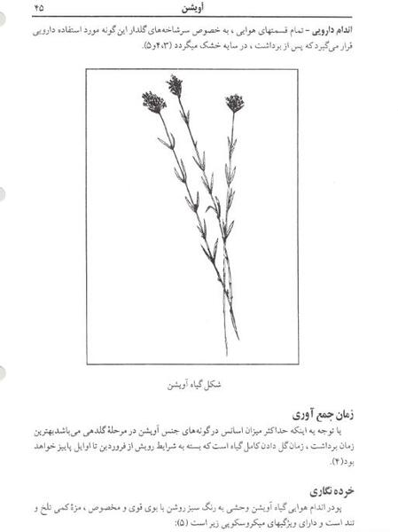 عکس گیاه آویشن شیرازی