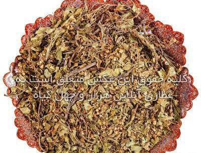 عکس گیاه آویشن شیرازی