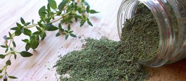 عکس گیاه آویشن شیرازی