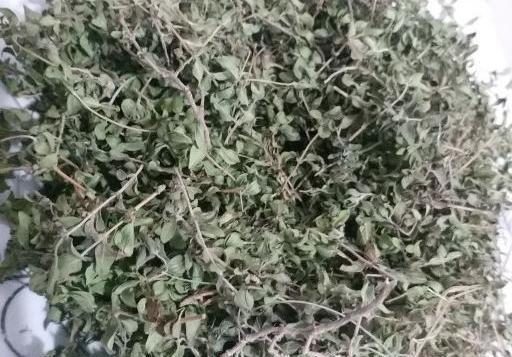 عکس گیاه آویشن شیرازی